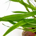 Cryptocoryne spiralis Red - TROPICA (koszyk)