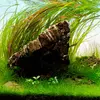 Cryptocoryne spiralis Red - TROPICA (koszyk)