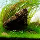 Cryptocoryne spiralis Red - TROPICA (koszyk)