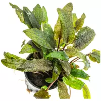 Cryptocoryne tropica