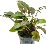 Cryptocoryne tropica