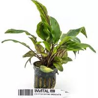 Cryptocoryne undulata