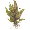 Cryptocoryne undulata Broad Leaves TROPICA (koszyk)