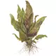 Cryptocoryne undulata Broad Leaves TROPICA (koszyk)