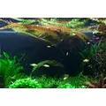 Cryptocoryne usteriana (Kryptokoryna Usteriana) - TROPICA (koszyk)