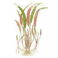 Cryptocoryne usteriana (Kryptokoryna Usteriana) - TROPICA (koszyk)