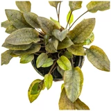 Cryptocoryne walkerii