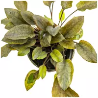 Cryptocoryne walkerii
