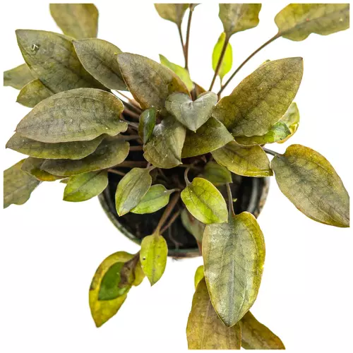 Cryptocoryne walkerii