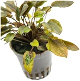 Cryptocoryne walkerii