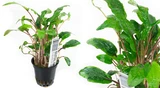 Cryptocoryne walkerii
