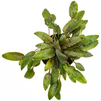 Cryptocoryne wendtii Brown