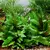 Cryptocoryne wendtii green - RA koszyk XXL