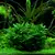 Cryptocoryne wendtii green - SONGROW (koszyk)