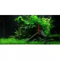 Cryptocoryne wendtii Mi Oya - in-vitro Aqua Art