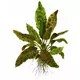 Cryptocoryne wendtii Tropica TROPICA (koszyk)