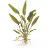 Cryptocoryne x willisii - TROPICA (koszyk)