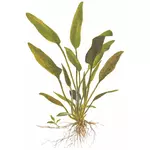 Cryptocoryne x willisii - TROPICA (koszyk)