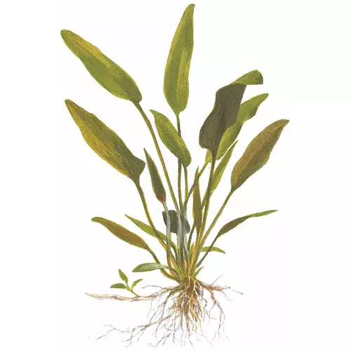 Cryptocoryne x willisii - TROPICA (koszyk)