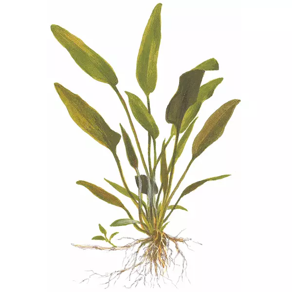Cryptocoryne x willisii - TROPICA (koszyk)