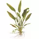 Cryptocoryne x willisii - TROPICA (koszyk)