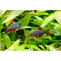 Danio (razbora) galaxy - Danio margaritatus (KR)