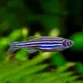 Danio pr�gowane - Brachydanio rerio (1 szt).