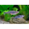 Danio pr�gowane - Brachydanio rerio (1 szt).