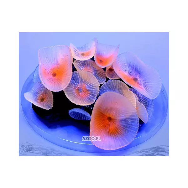 Discosoma spp.- pink (AQ)