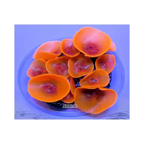 Discosoma spp.- red (AQ)