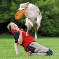 Dysk Dla Psa  Dog Activity 23cm