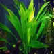 Echinodorus amazonicus - RA koszyk du�y XXL