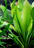 Echinodorus amazonicus - RA koszyk du�y XXL