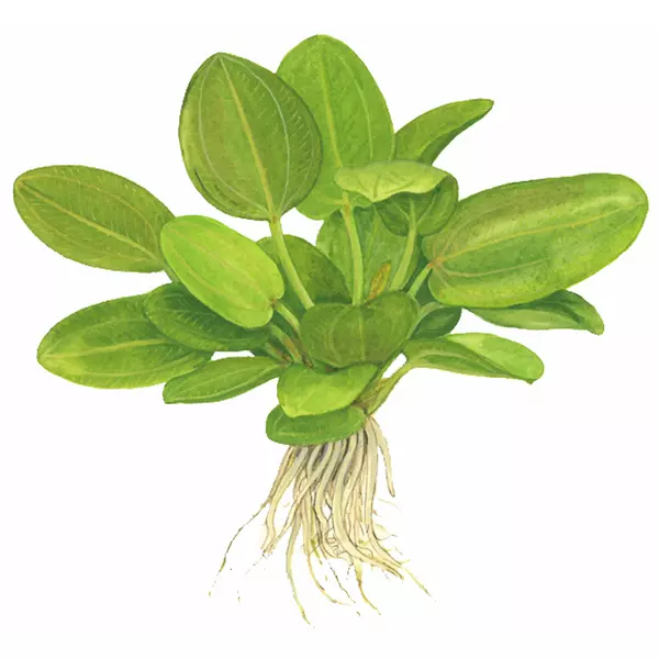 Echinodorus Aquartica - TROPICA (koszyk)