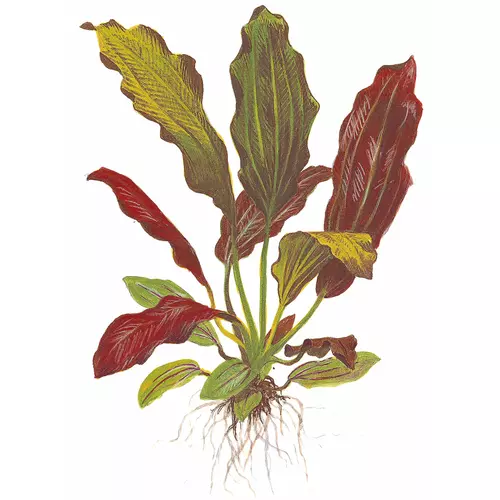 Echinodorus Barthii TROPICA (koszyk)