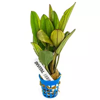 Echinodorus Beauty Red
