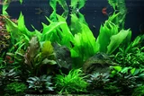 Echinodorus bleheri - RATAJ (koszyk)