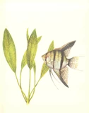 Echinodorus bleheri - RATAJ (koszyk)