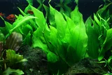 Echinodorus bleheri - RATAJ (koszyk)