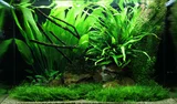 Echinodorus bleheri - RATAJ (koszyk)