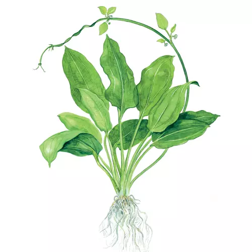 Echinodorus bleheri TROPICA (koszyk)