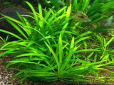 Echinodorus Broad Leaf