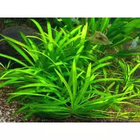 Echinodorus Broad Leaf