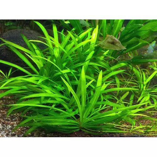 Echinodorus Broad Leaf