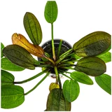 Echinodorus compacta