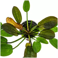 Echinodorus compacta