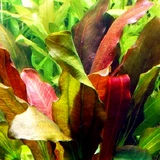 Echinodorus compacta - RA koszyk XXL
