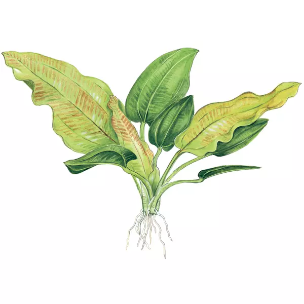 Echinodorus cordifolius Fluitans - TROPICA (koszyk)