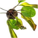 Echinodorus Devils Eye
