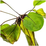Echinodorus Devils Eye